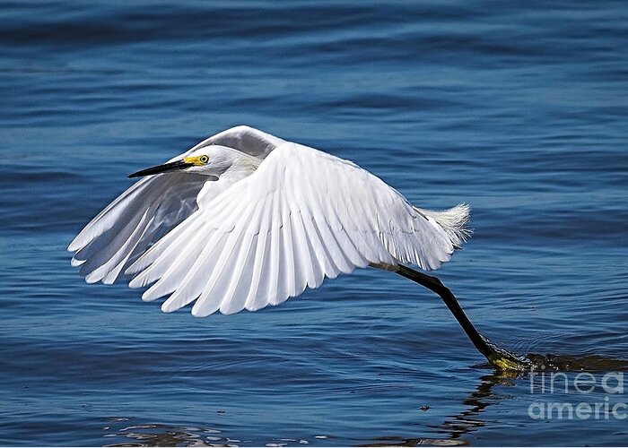 Egret Greeting Card featuring the photograph Snowy Liftoff by DB Hayes