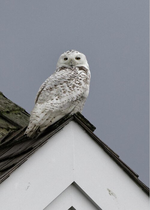 Snowy Owl Greeting Card featuring the photograph Snowy Owl on the roof by Steve Gravano