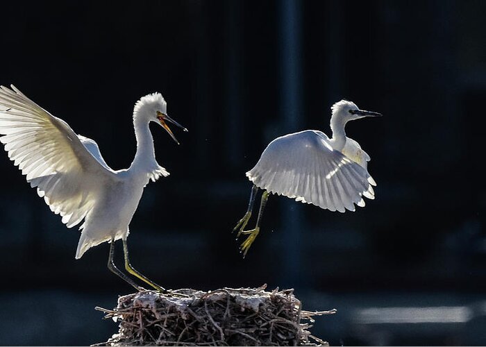 Snowy White Egret Greeting Card featuring the photograph Snowy White Egrets 4 by Rick Mosher