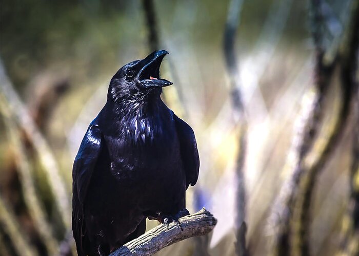 Raven Greeting Card featuring the photograph So Spoke the Raven by Mike Stephens