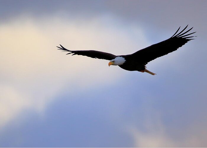 Eagle Greeting Card featuring the photograph Soaring Bald Eagle by Gary Corbett