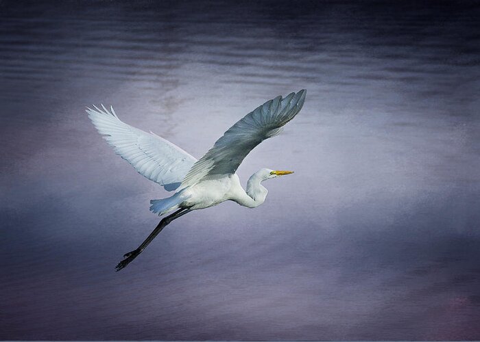 Egret Greeting Card featuring the photograph Soaring Egret by Morgan Wright
