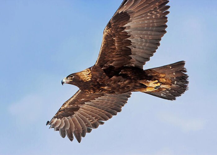 Golden Eagle Greeting Card featuring the photograph Soaring Golden Eagle by Mark Miller