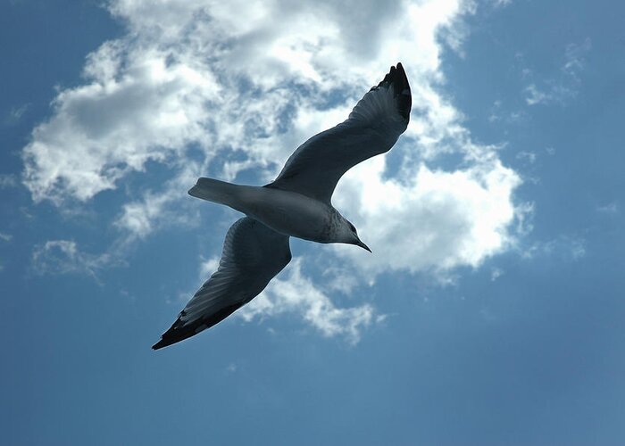 Sea Gull Greeting Card featuring the photograph Soaring Gull by Frank Mari