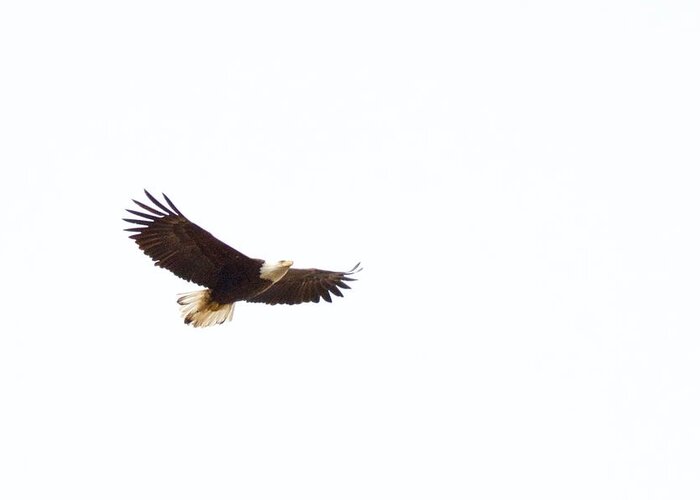 Eagle Greeting Card featuring the photograph Soaring High 0881 by Michael Peychich
