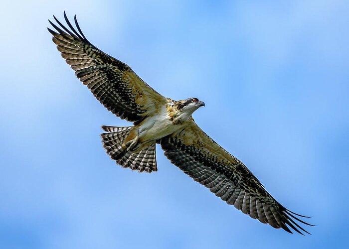 Osprey Greeting Card featuring the photograph Soaring High by Jerry Cahill