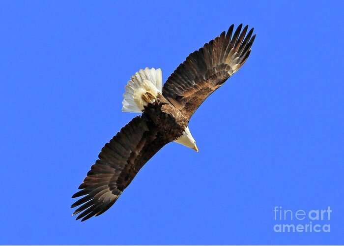 Blue Greeting Card featuring the photograph Soaring into the Blue by Paula Guttilla