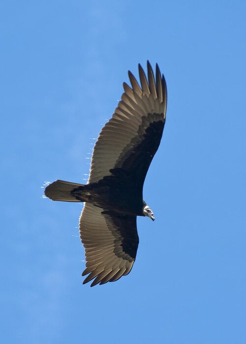 Vulture Greeting Card featuring the photograph Soaring Turkey Vulture by John Harmon