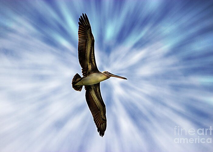 Pelican Greeting Card featuring the photograph Soaring With Ease At Puerto Lopez by Al Bourassa