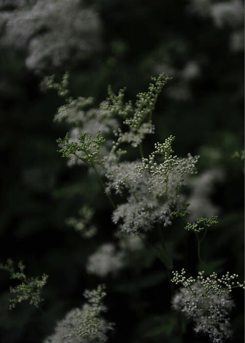 Plant Greeting Card featuring the photograph Soft as a Whisper by Randi Grace Nilsberg