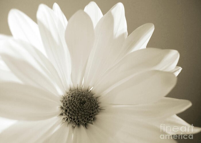Wall Art Greeting Card featuring the photograph Soft Daisy by Kelly Holm