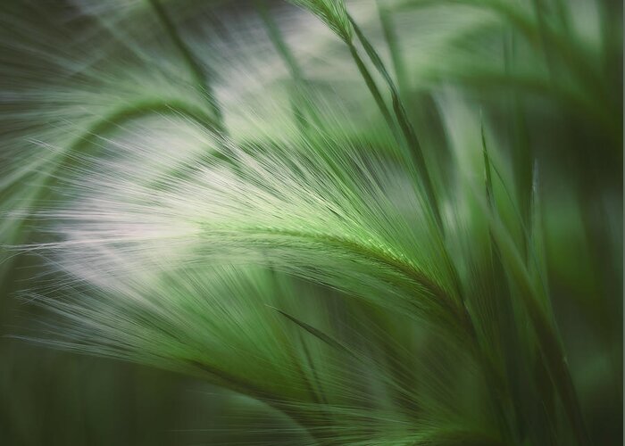 Grass Greeting Card featuring the photograph Soft Grass by Scott Norris