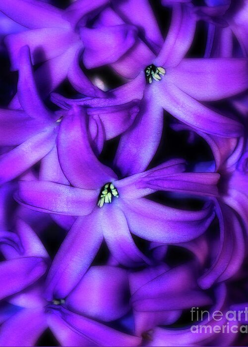Hyacinth Greeting Card featuring the photograph Soft Hyacinth by Judi Bagwell