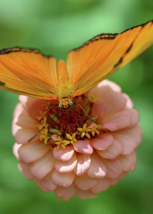 Butterfly Greeting Card featuring the photograph Soft Landing by Mary Anne Delgado