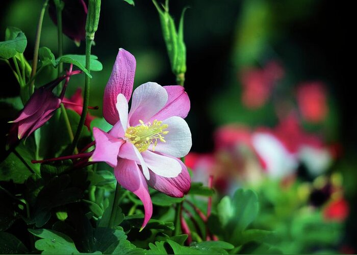 Wildflowers Greeting Card featuring the photograph Soft Pink Columbine by Lynn Bauer