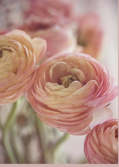 Ranunculus Greeting Card featuring the photograph Soft Pink Ranunculus by Teresa Wilson