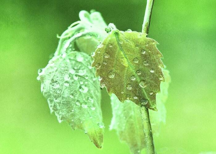 Rain Drops Greeting Card featuring the photograph Soft Spring Rains by Sue Capuano