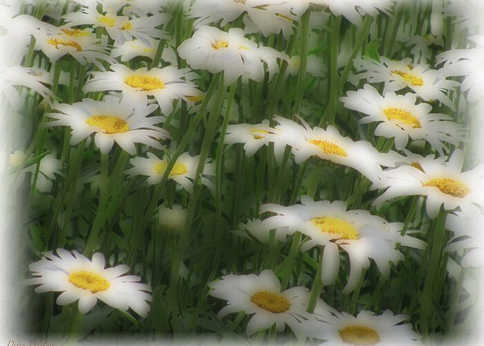 Soft Touch Daisy Greeting Card featuring the photograph Soft Touch Daisy by Debra   Vatalaro