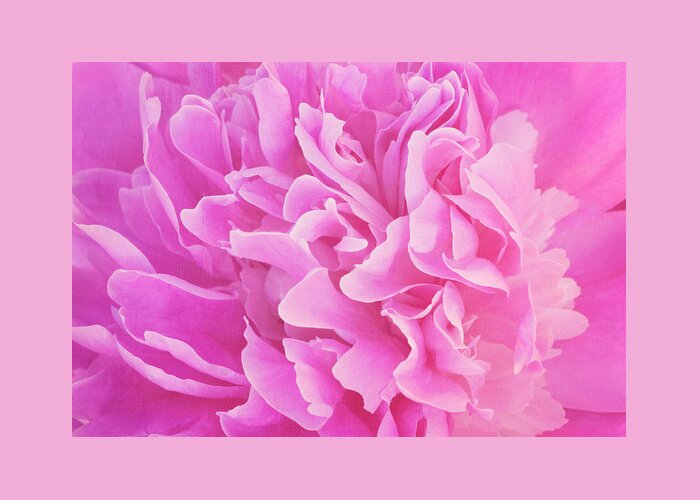 Peony Greeting Card featuring the photograph Softness of Spring by Jill Love