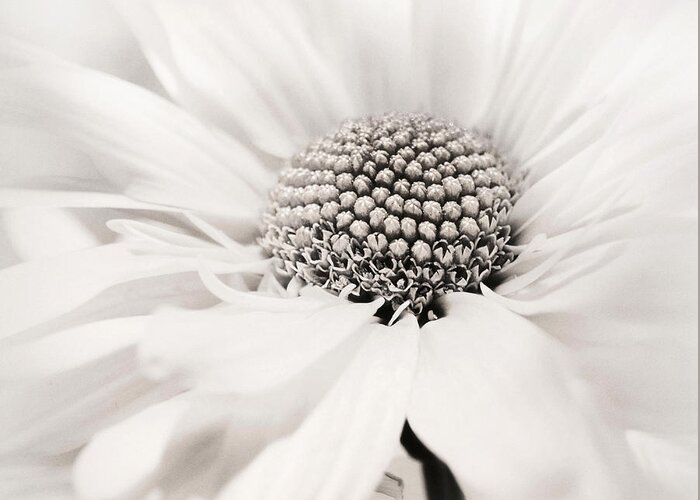 Flower Greeting Card featuring the photograph Soiree in Black n White by Darlene Kwiatkowski