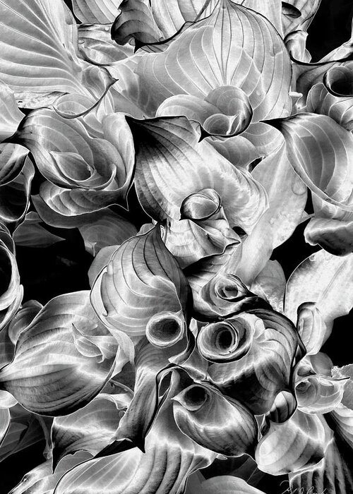 Black & White Greeting Card featuring the photograph Solarized Hosta by Frederic A Reinecke