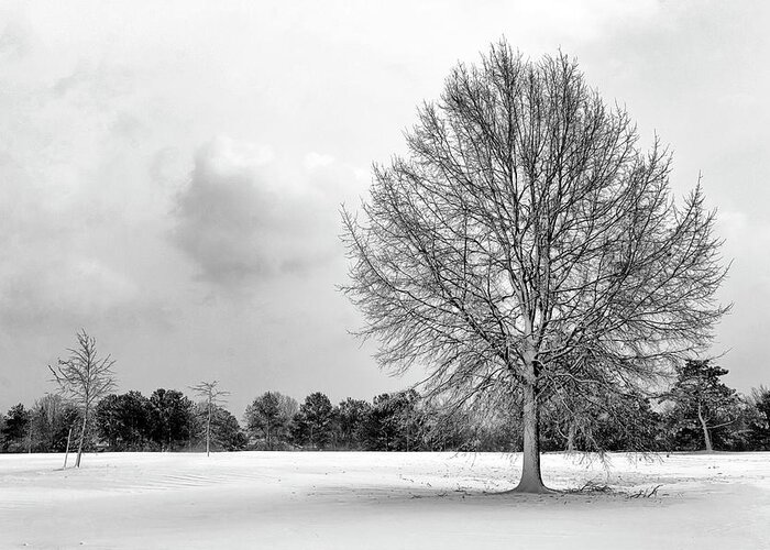 Single Greeting Card featuring the photograph Solitary by Travis Rogers