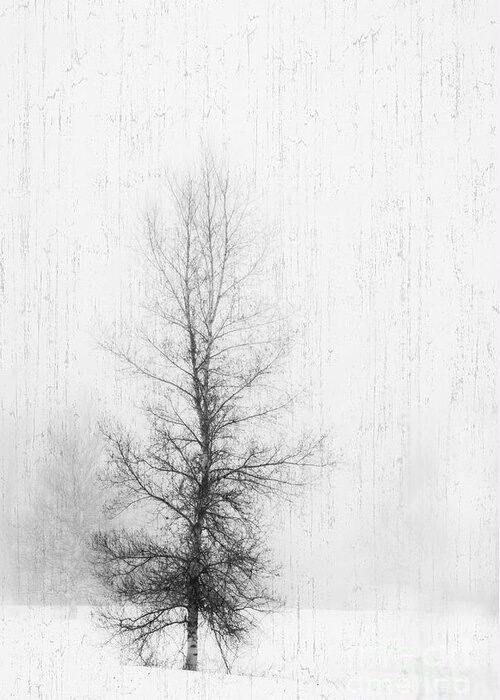Snow Greeting Card featuring the photograph Solitude by Alana Ranney