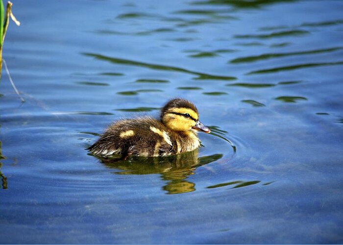 Baby Duck Greeting Card featuring the photograph Solo by Linda Mishler