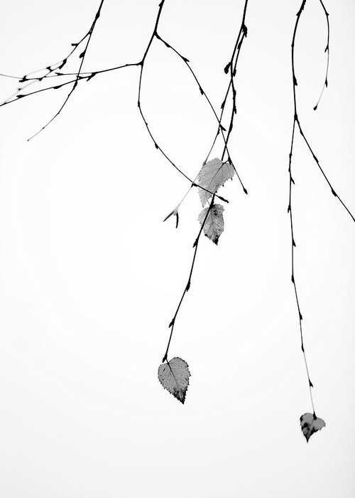 Leaves Greeting Card featuring the photograph Solo by Rebecca Cozart