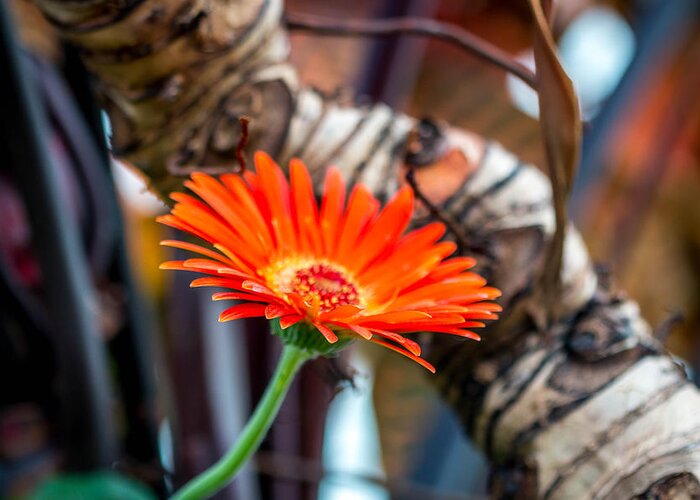 Orange Greeting Card featuring the photograph Solo Tangerine Dream by Susie Weaver