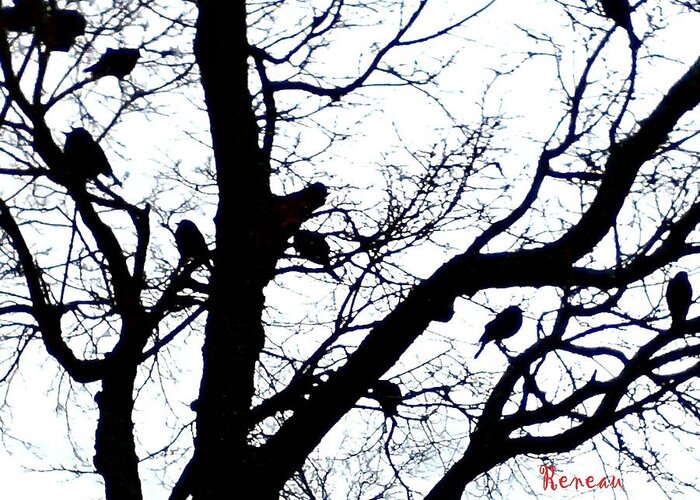 Birds Greeting Card featuring the photograph Something To Crow About by A L Sadie Reneau