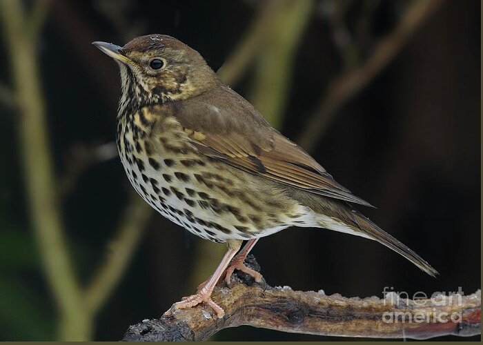 Song Thrush Greeting Card featuring the photograph Song Thrush Turdus philomelos by Martyn Arnold