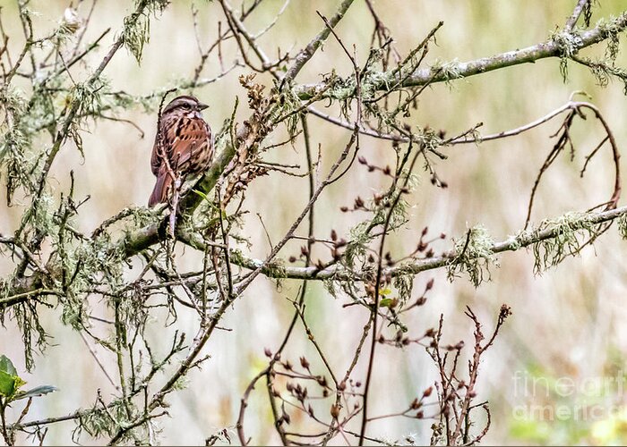 Song Sparrow Greeting Card featuring the photograph Songster by Kate Brown