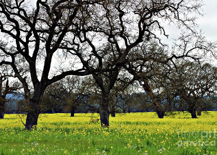 Sonoma County Greeting Card featuring the photograph Sonoma County Mustard Field by Eileen Gayle