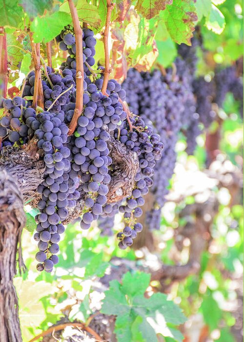Grapes Greeting Card featuring the photograph Sonoma Zinfandel by Jessica Ruscello