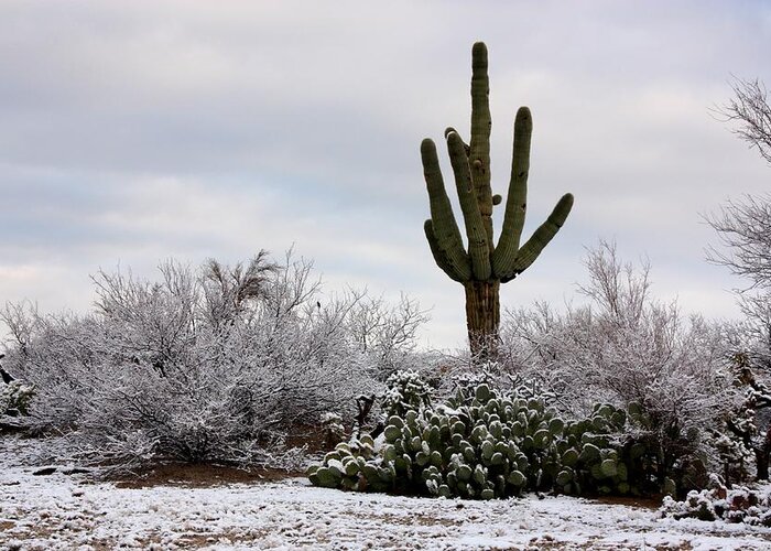 Saguaro Greeting Card featuring the photograph Sonora Desert Winter by Joe Kozlowski