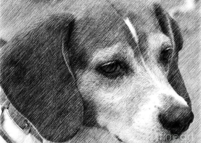 Animal Greeting Card featuring the drawing Soulful Beagle Eyes by Smilin Eyes Treasures