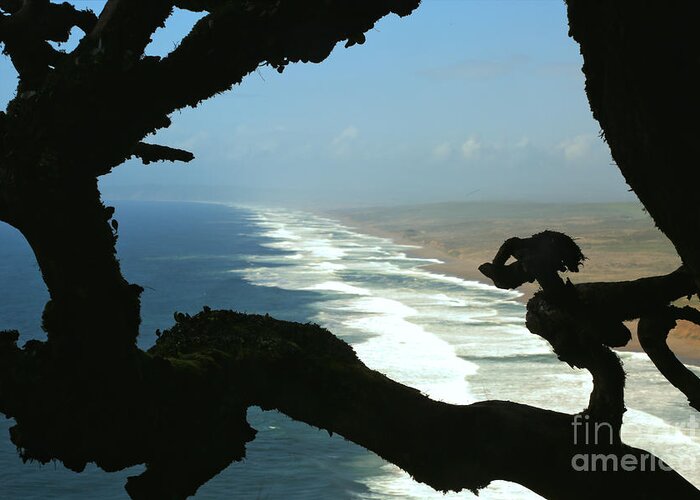 Point Reyes Greeting Card featuring the photograph South Beach Watchdog by Adam Jewell