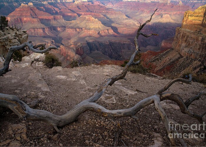 Grand Canyon Greeting Card featuring the photograph South RIm Golden Hour by Jane Axman