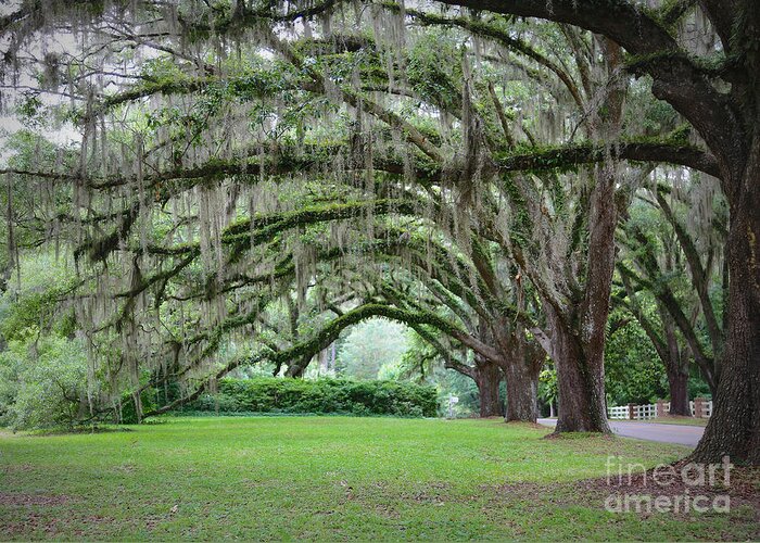 Live Oaks Greeting Card featuring the photograph Southern Grace by Carol Groenen