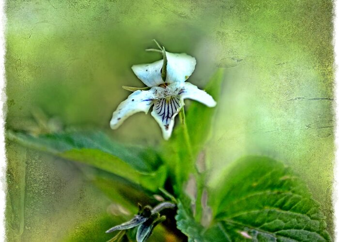 Tiny Greeting Card featuring the photograph Southern Missouri Wildflowers 6 by Debbie Portwood