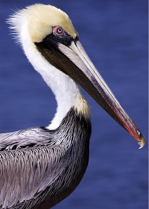 Southport Greeting Card featuring the photograph Southport Pelican 2 by Nick Noble