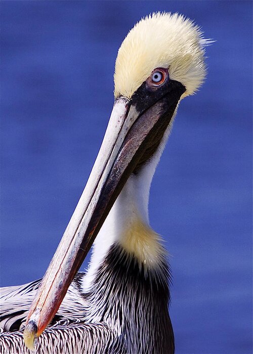 Southport Greeting Card featuring the photograph Southport Pelican by Nick Noble