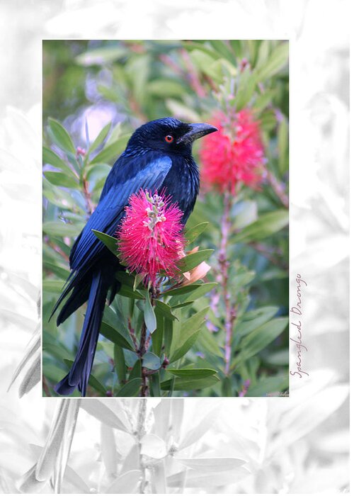 Animals Greeting Card featuring the photograph Spangled Drongo by Holly Kempe