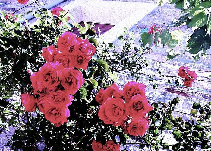 Roses Greeting Card featuring the photograph Spanish Roses by HweeYen Ong