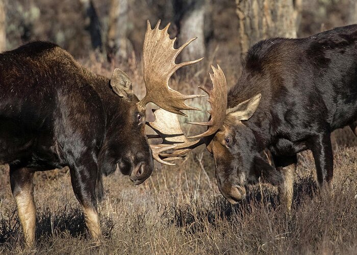 Moose Greeting Card featuring the photograph Sparring Partner by Sandy Sisti