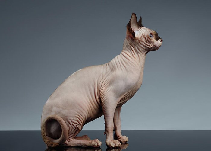 Sitting Greeting Card featuring the photograph Sphynx Cat Sits and Looking Forward on Black by Sergey Taran