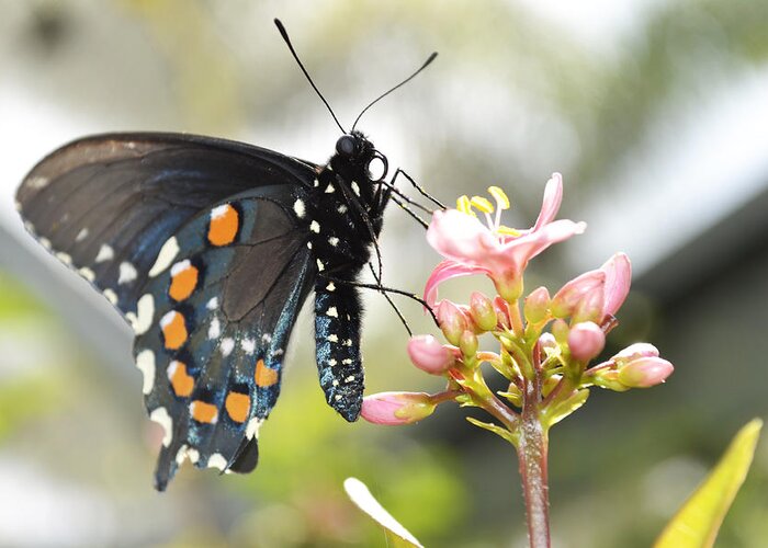 Naples Botanical Garden Greeting Card featuring the photograph Spicebush Swallowtail by Melanie Moraga