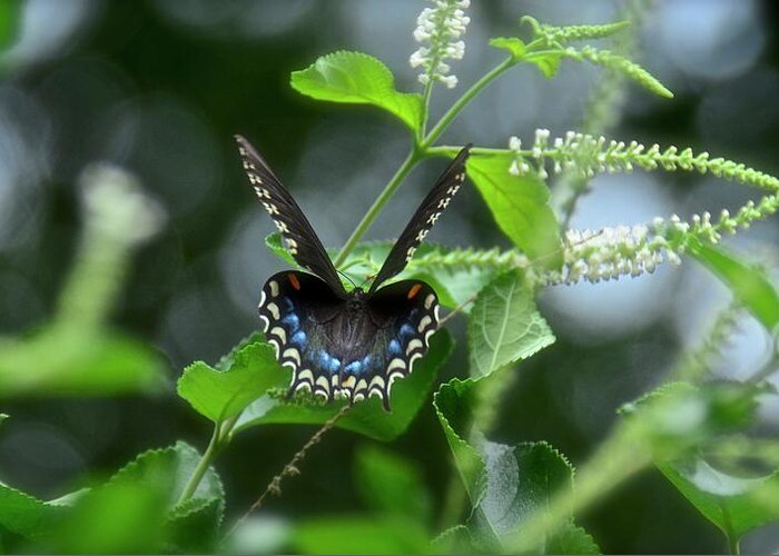 Butterfly Greeting Card featuring the photograph Spicebush Swallowtail on Sweet Almond Flower by Carol Bradley