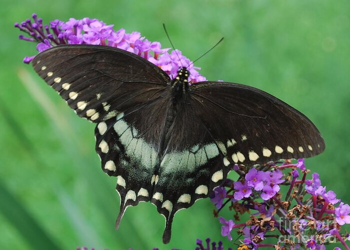 Butterfly Greeting Card featuring the photograph Spicebush Swallowtail by Randy Bodkins